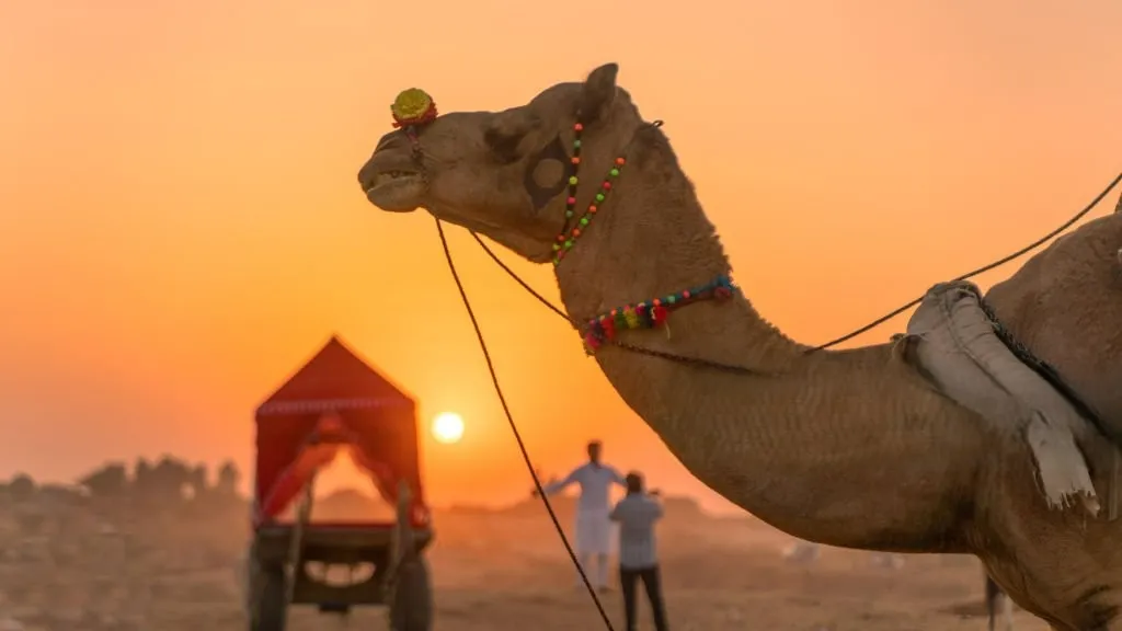 Rann Utsav Kutch